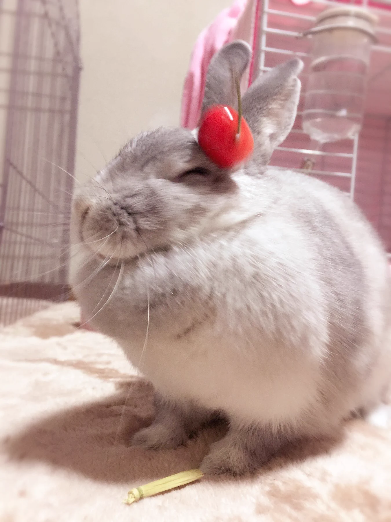 白いウサギにサクランボのせたら･･･これぞウサギアラモード？とってもかわいいウサギが話題w