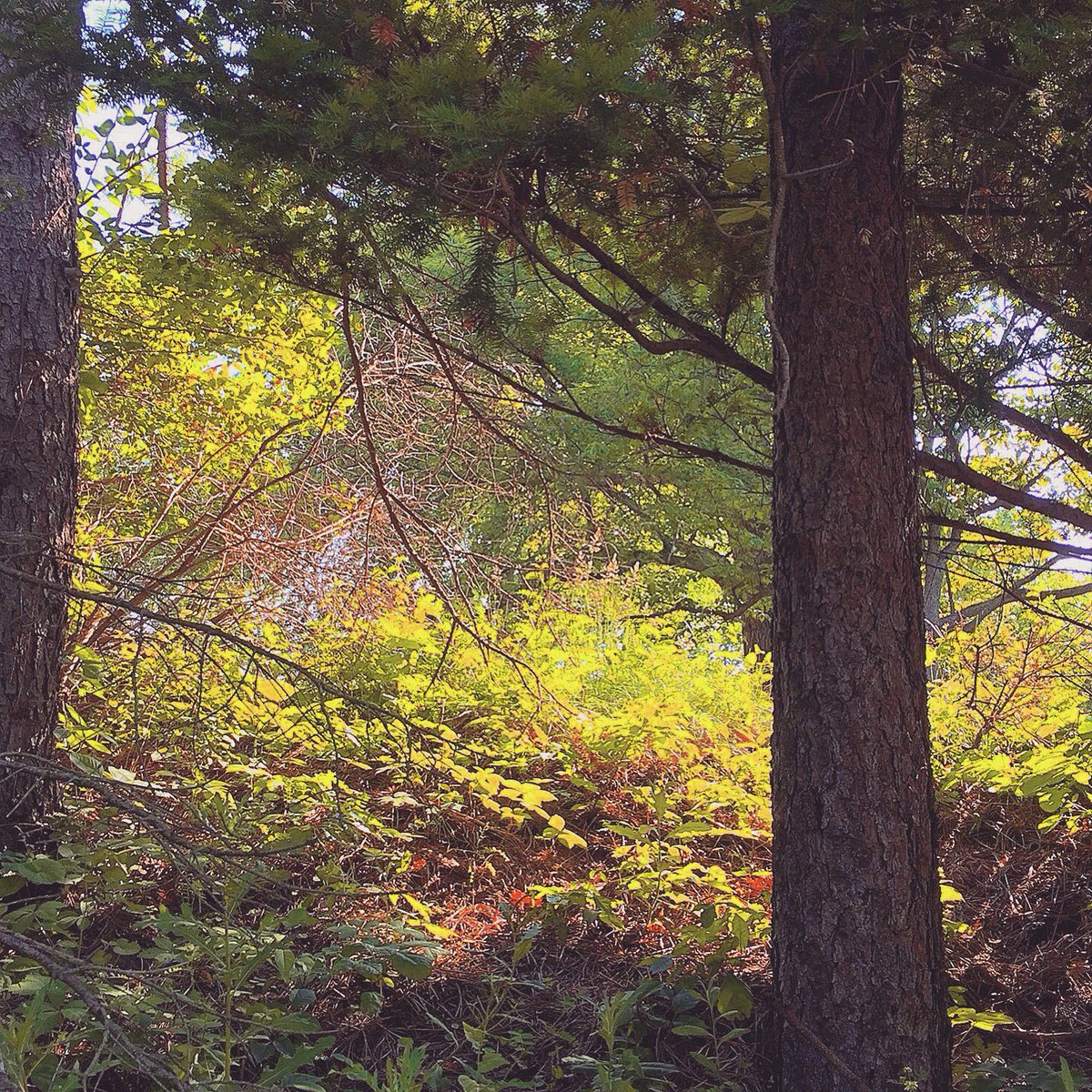 KayMDavid's tweet image. Light in the Shadows