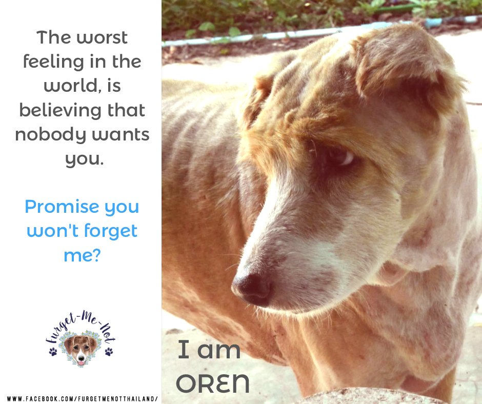 FurgetmenotTh's tweet photo. #adoptdontshop #dogsareforlife #soidog #thaidog #furgetmenotthailand https://t.co/dOtWUdrrKb