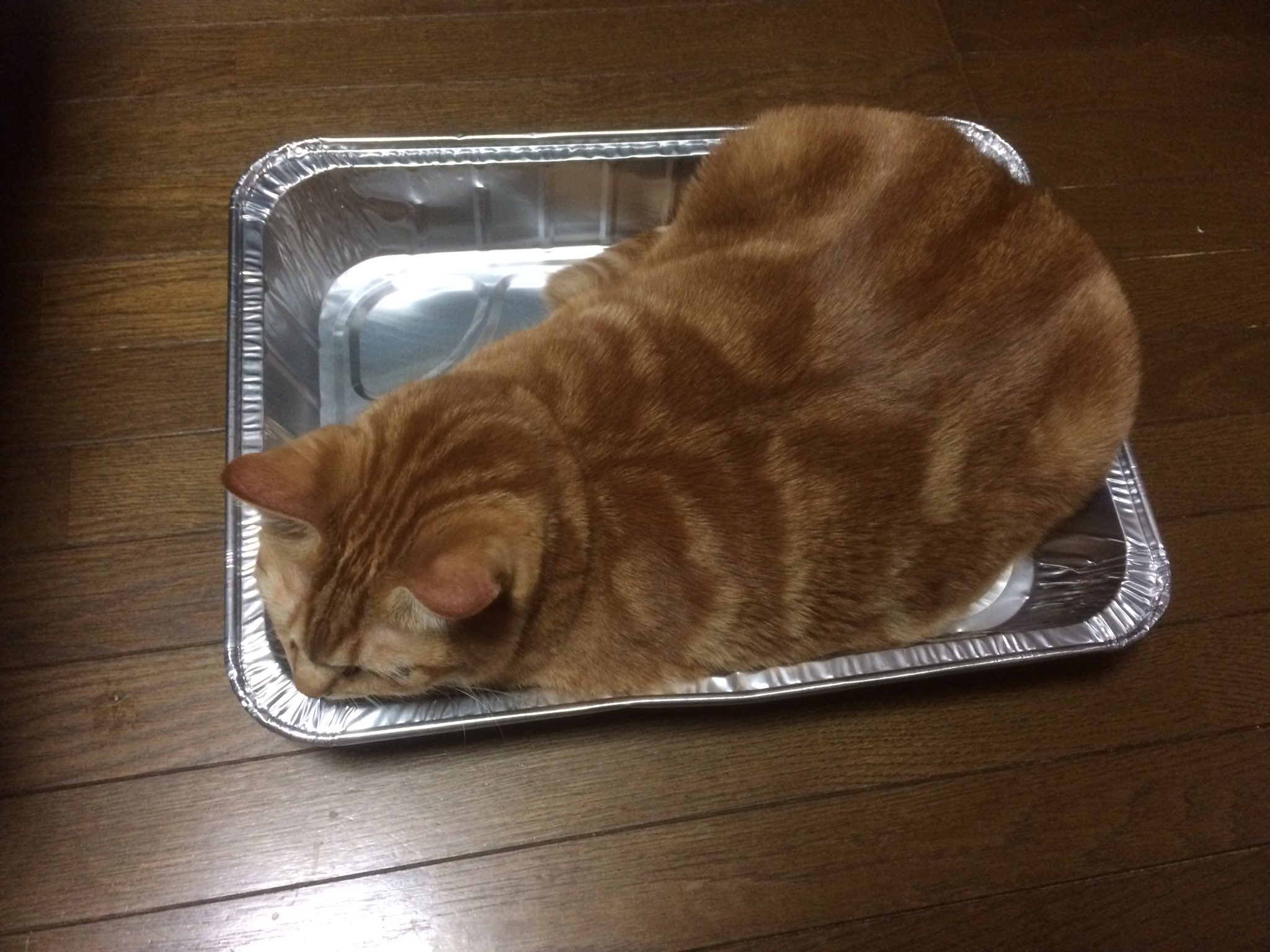 あおい そう言えば アルミの猫鍋の話に続きがあって代用品ありました なんと 百均に しかもデカイからハミ肉にならない 涼しくて気に入ってくれたみたいなんでオススメです ちなみにbbq用焼きそばトレーです ねこ鍋 アルミトレー 代用品 q