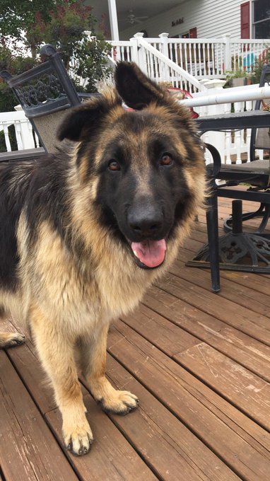 I can't not share this dogs ears with the world https://t.co/QnjJ9M5ovh<a href="/tag/cancersucks"class="tags"><span>#cancersucks</span></a>