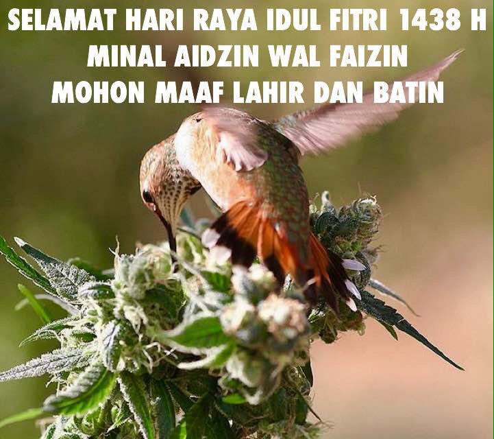 LGN_ID's tweet photo. SELAMAT HARI RAYA IDUL FITRI 1438 H
MINAL AIDZIN WAL FAIZIN
MOHON MAAF LAHIR DAN BATIN
https://t.co/QN21nnZCq6 https://t.co/HRQ884Iox0