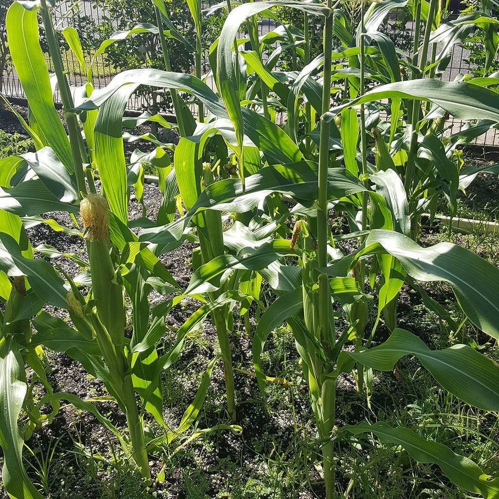 patch2plate's tweet image. Corn is coming along well. Cobs for lunch today were delicious 🌽👍 ift.tt/2tInGgD