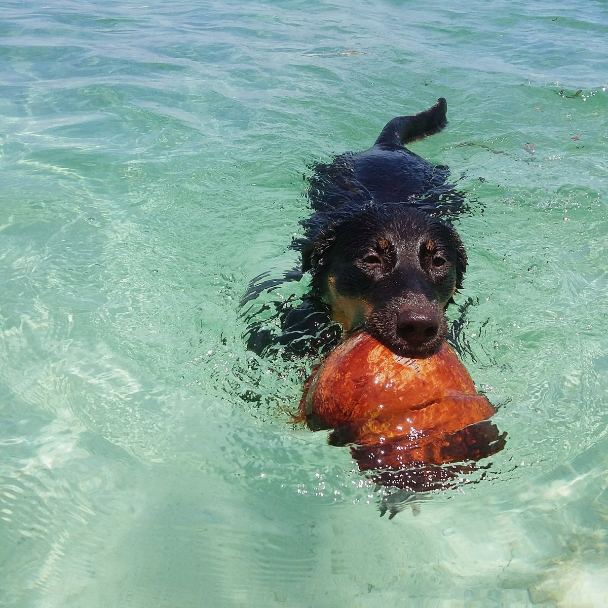 itsgenedy's tweet photo. 🐶🌊💕 https://t.co/OIZwNwd3pq