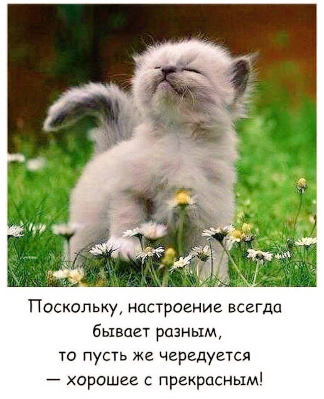 Поскольку настроение бывает разным