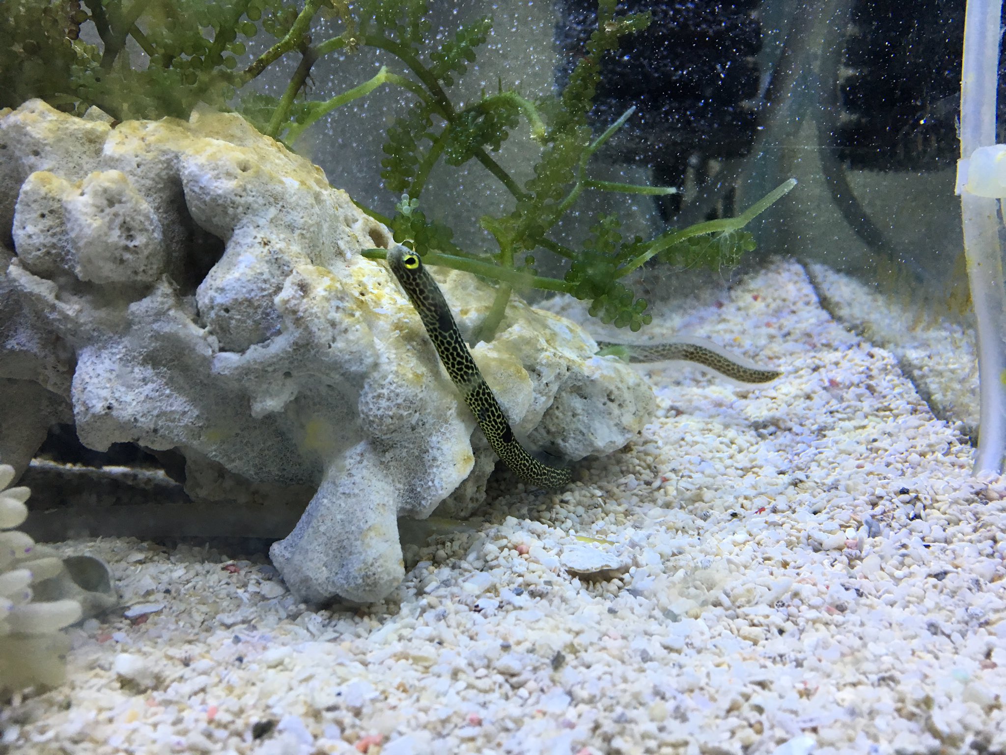浮屋ハヤテ 本日の我が家の海水水槽ですが 新入り登場です チンアナゴ くんですぅ 想像してたより可愛い ちなみに海ぶどうとハナビラタカラガイ3匹も仲間入り ハナビラタカラガイくん達にはこのコケだらけの水槽のお掃除を託します