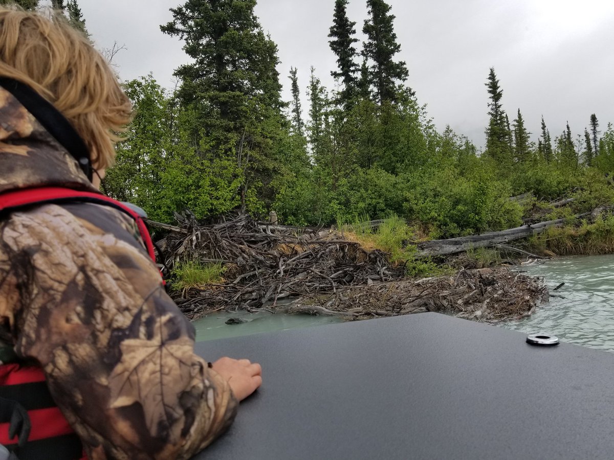 tuffkidsAK's tweet photo. Cool spot this afternoon, juvenile Great Grey Owl! #nature #owls #greatgrey #kidsdontfloat #stohlquist #boatingkids #outdoorkids https://t.co/Im00ORMkfK