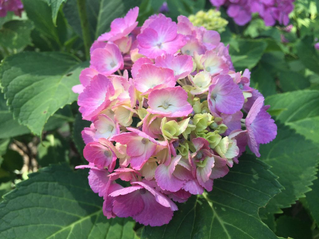 しもしも tweet media