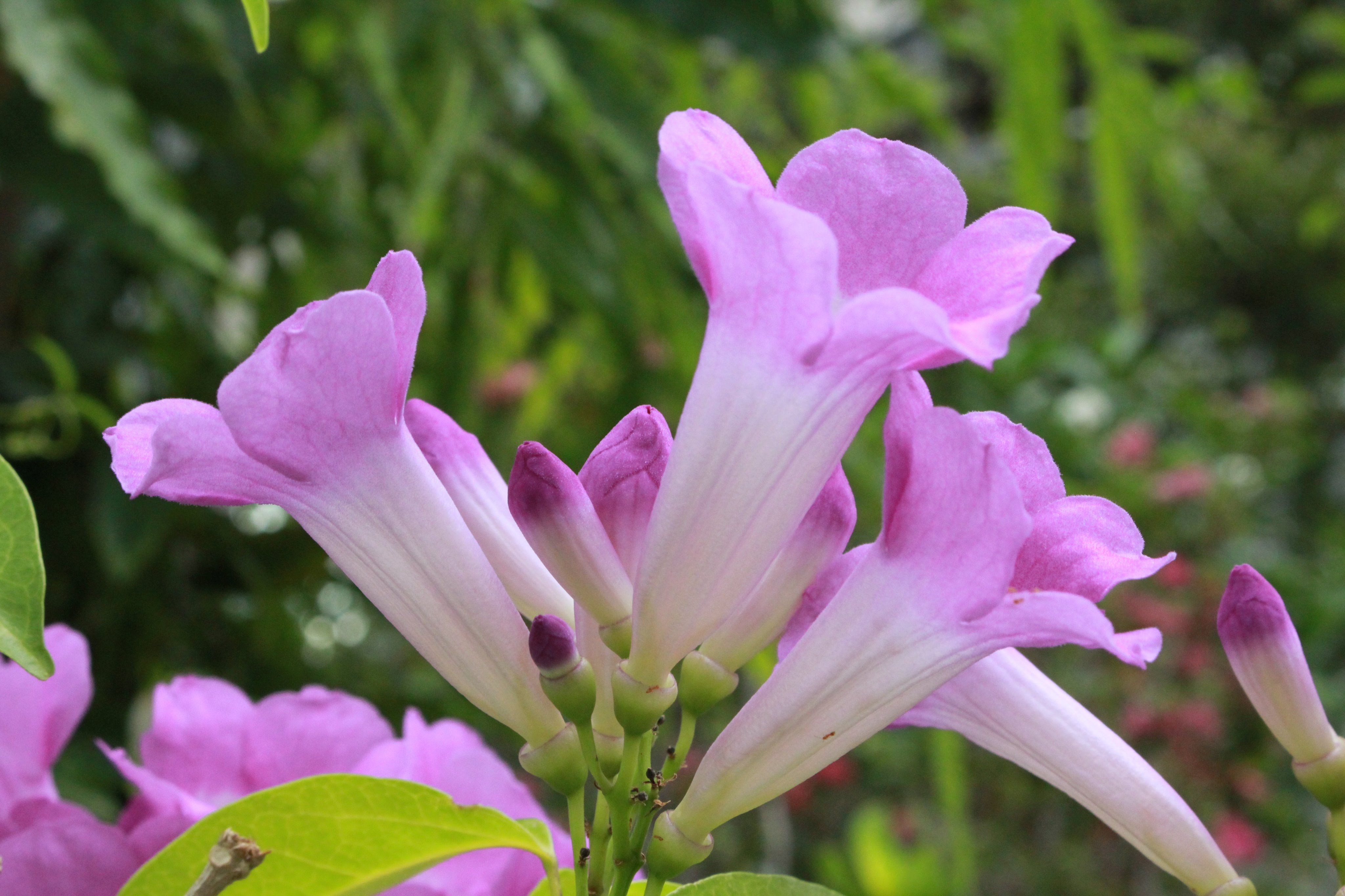 咲くやこの花館 Twitter पर こちらの植物は ニンニクカズラ です 名前の通り 葉や花を揉むとニンニクのような 香りがするんですよ 色は咲き始めは濃い紫ですが 次第に淡い薄紫色になる コントラストがとても綺麗な植物です 熱帯花木室にて展示中