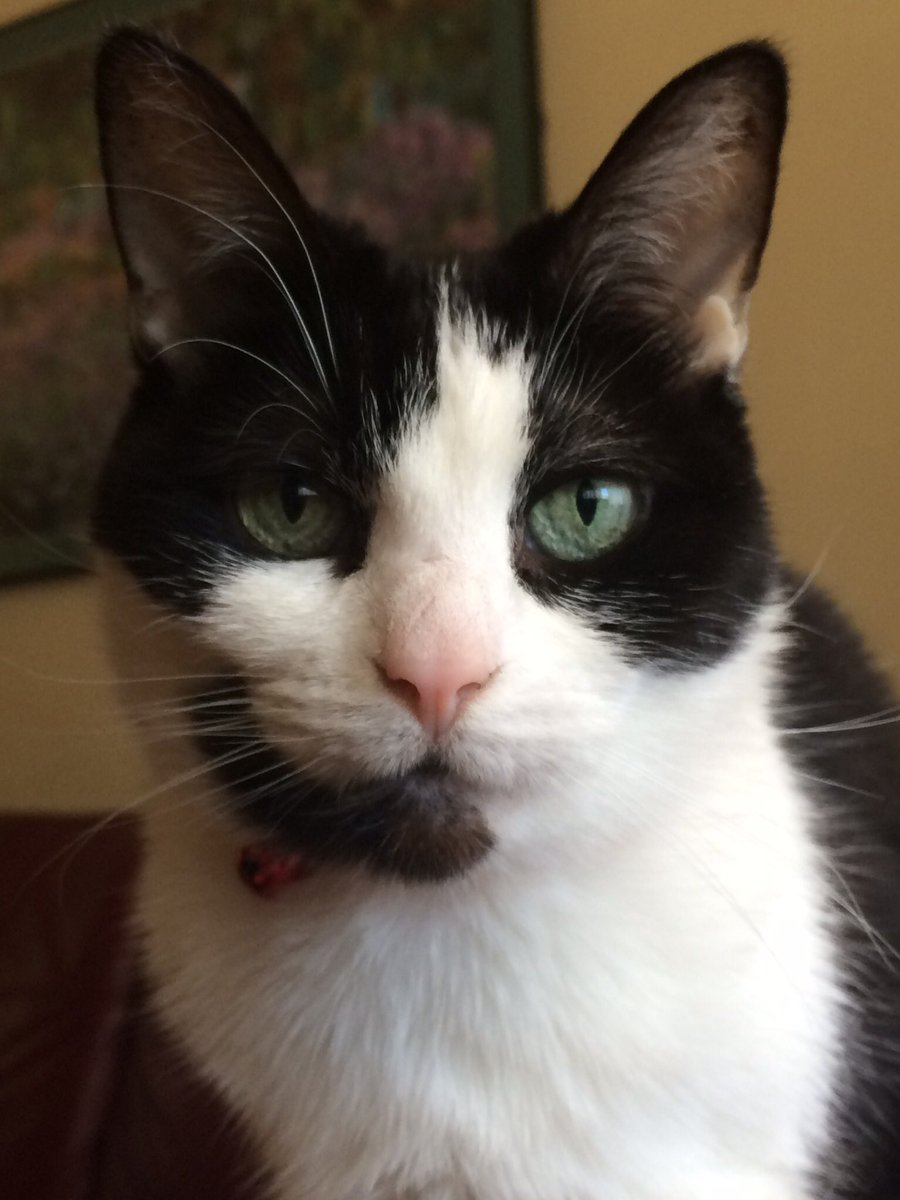 storydaddy's tweet photo. @KeighleyCatCare @rotrujo @henryperemptory @3coolkatz @hugo4de @fluffybasil @dwarfgarden Shez tuff n trouble sisfur Diva Ariane rools da howse 🙀😼😻🐾💕💃🏻MOLOL #DivasRule #weetis https://t.co/Tq9V6QYUgz