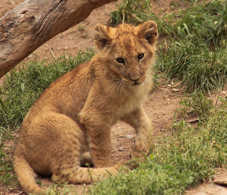 AndreiAndrei63's tweet image. A cute little lion.