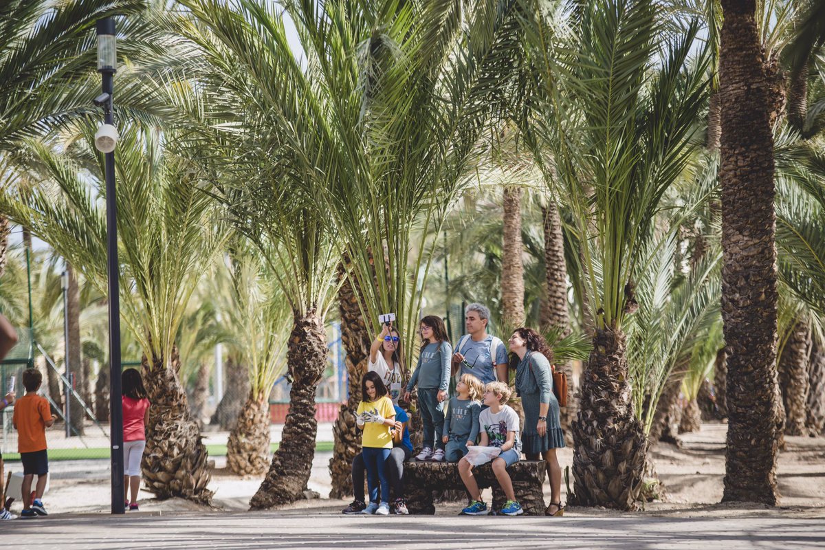 Elche Palmeral Avent tweet media