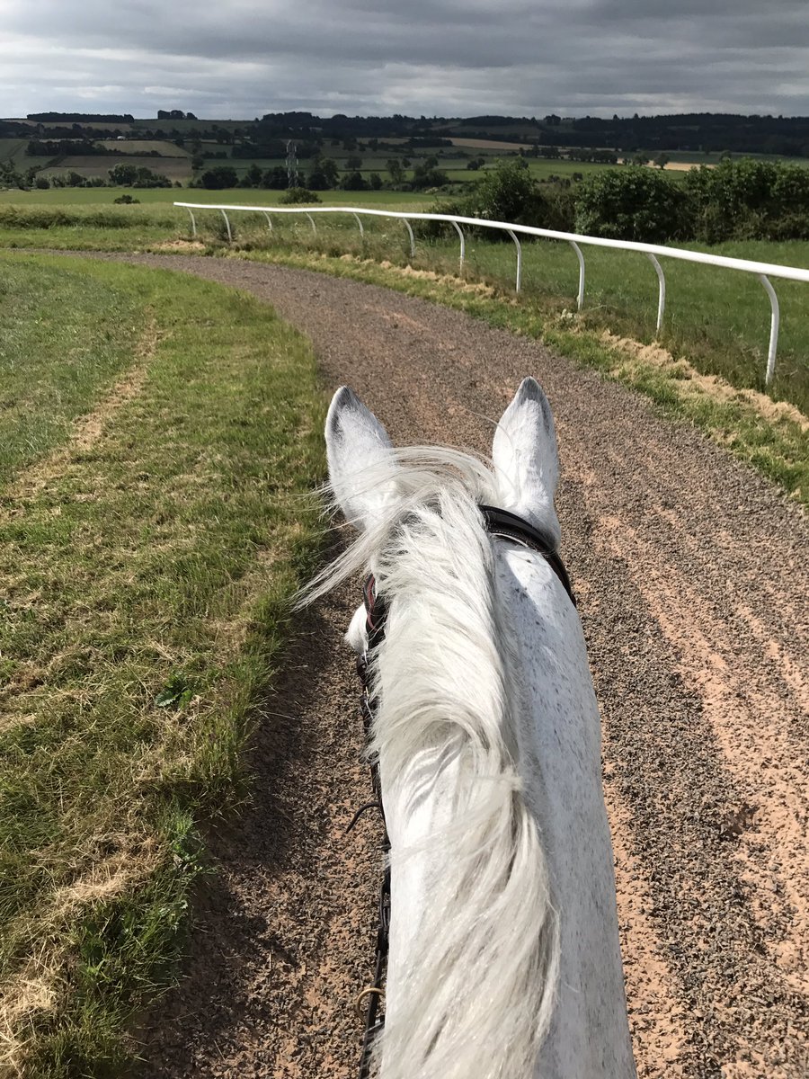 Took the grey princess for a spin on the gallops 🦄👌🏻💪#feelsgood #backinthesaddle
