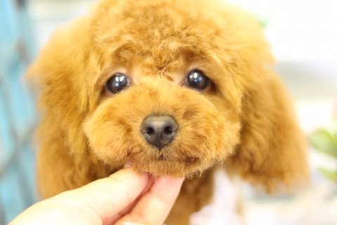 トイプードルブログ