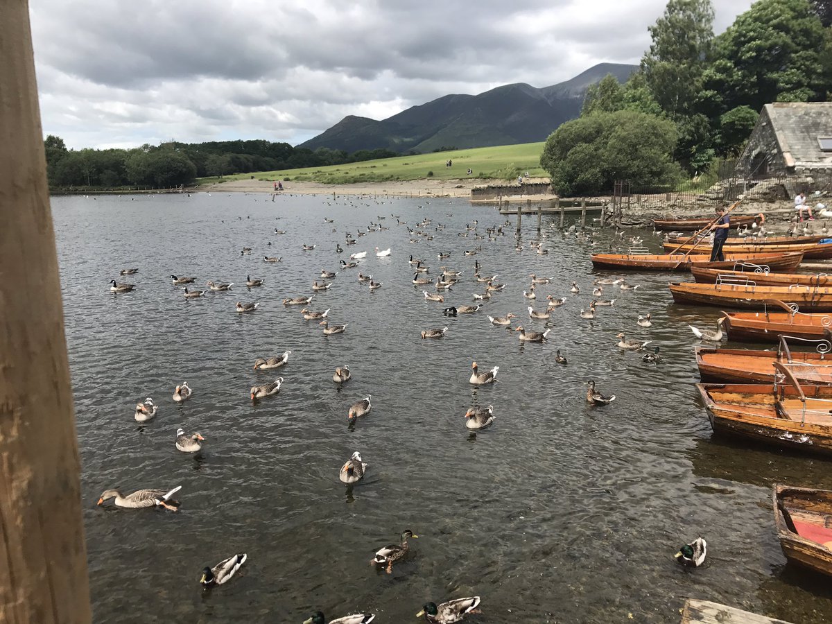 matkinsj's tweet photo. Some #ducks and #notducks https://t.co/7jdIdi2HRa