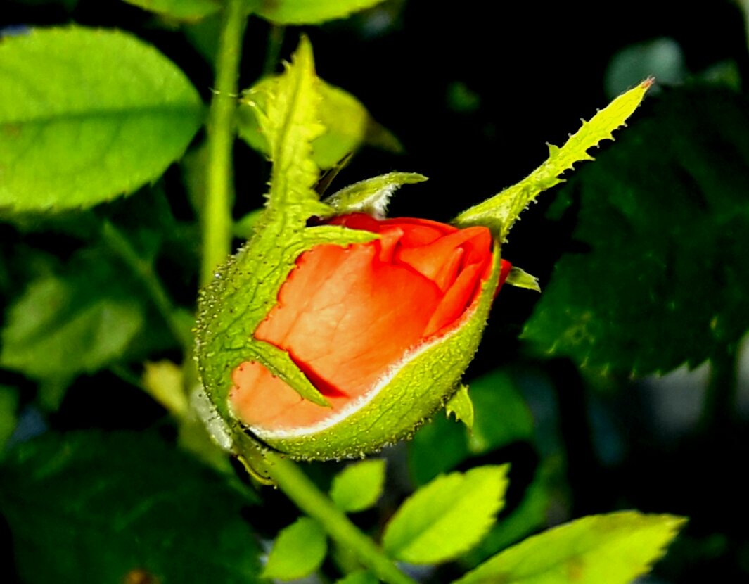 Apez140's tweet photo. Bello Día @SrtaLucia93 Placer Leerte de buena mañana Lu, #LosMejoresHumos desde mi Ensenada y una Promesa de Flor...
Se Muy Feliz :-))) https://t.co/jX019xUtIC