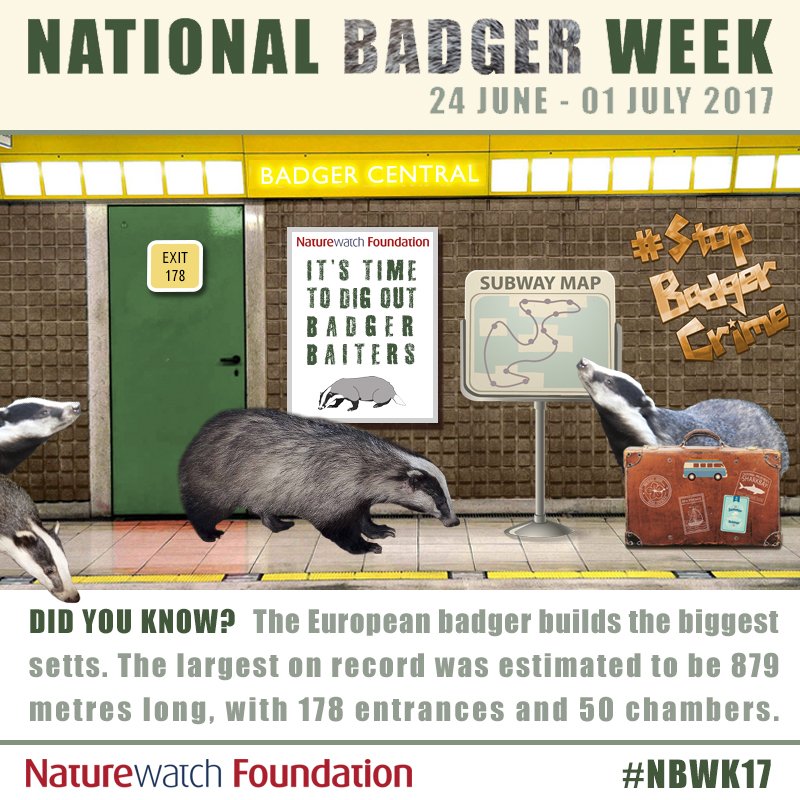 NATIONAL BADGER WEEK: 24 JUNE - 01 JULY 2017 #NBWK17
#NaturewatchFoundation #StopBadgerCrime #NBWK17 #badgerbaiting
ow.ly/GawY30cQiwJ
