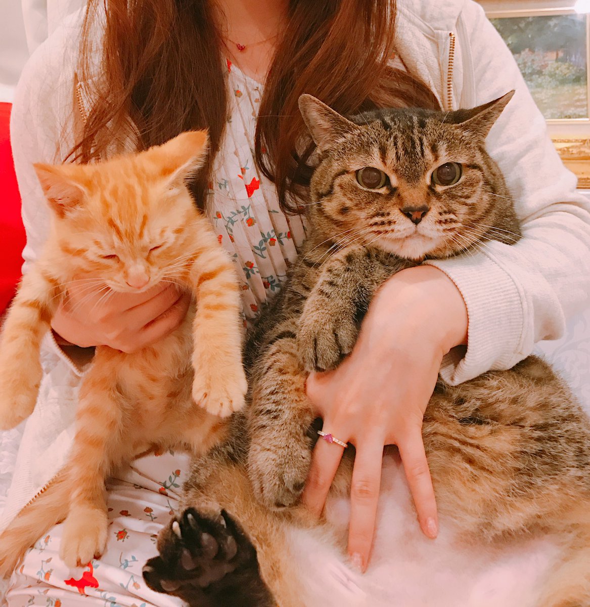 しぶとい中川翔子 No Twitter マミタス様と初対面 マミタス様でかい そして茶トラ つわもの 寝てる しぶとい中川翔子 No Twitter マミタス様と初対面 マミタス様でかい そして茶トラ つわもの 寝てる