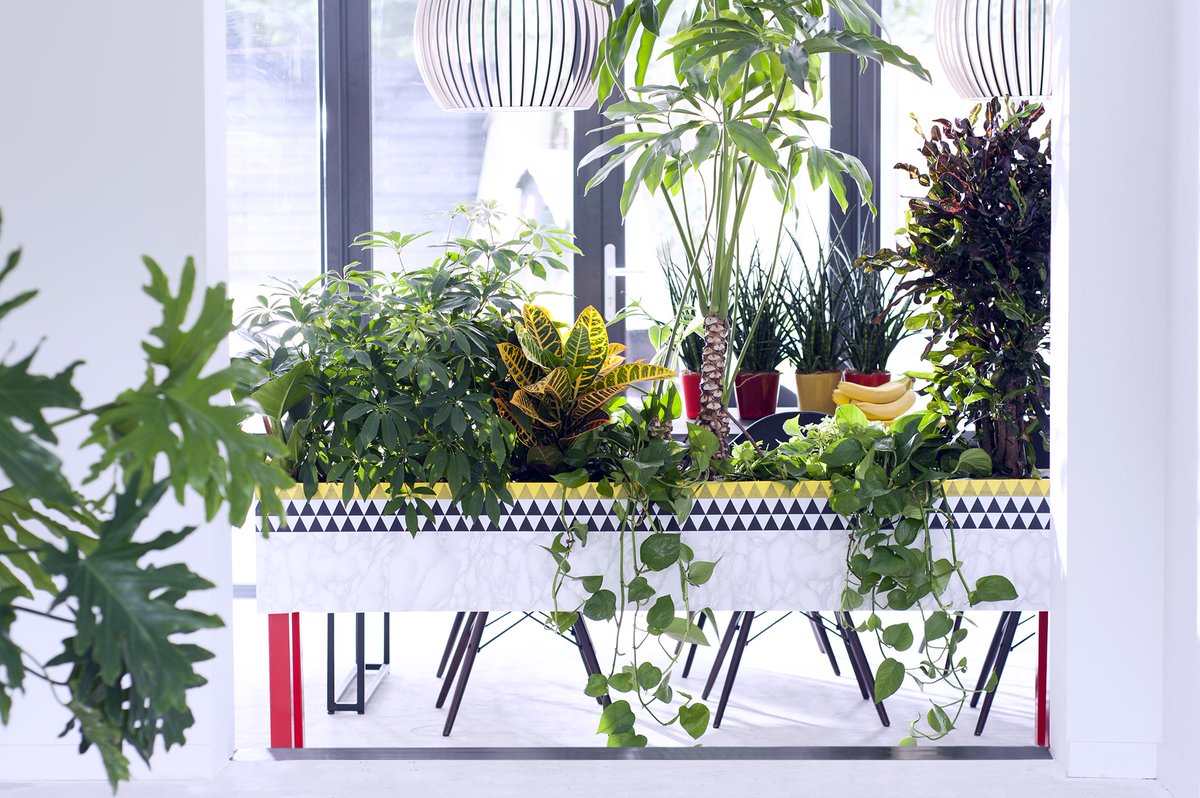 watplantendoen's tweet photo. Zuurstof + luchtzuivering + amper onderhoud = wannahave! De binnentuin! https://t.co/cD55E44E86 #mwpd https://t.co/CIrD4TbDp7