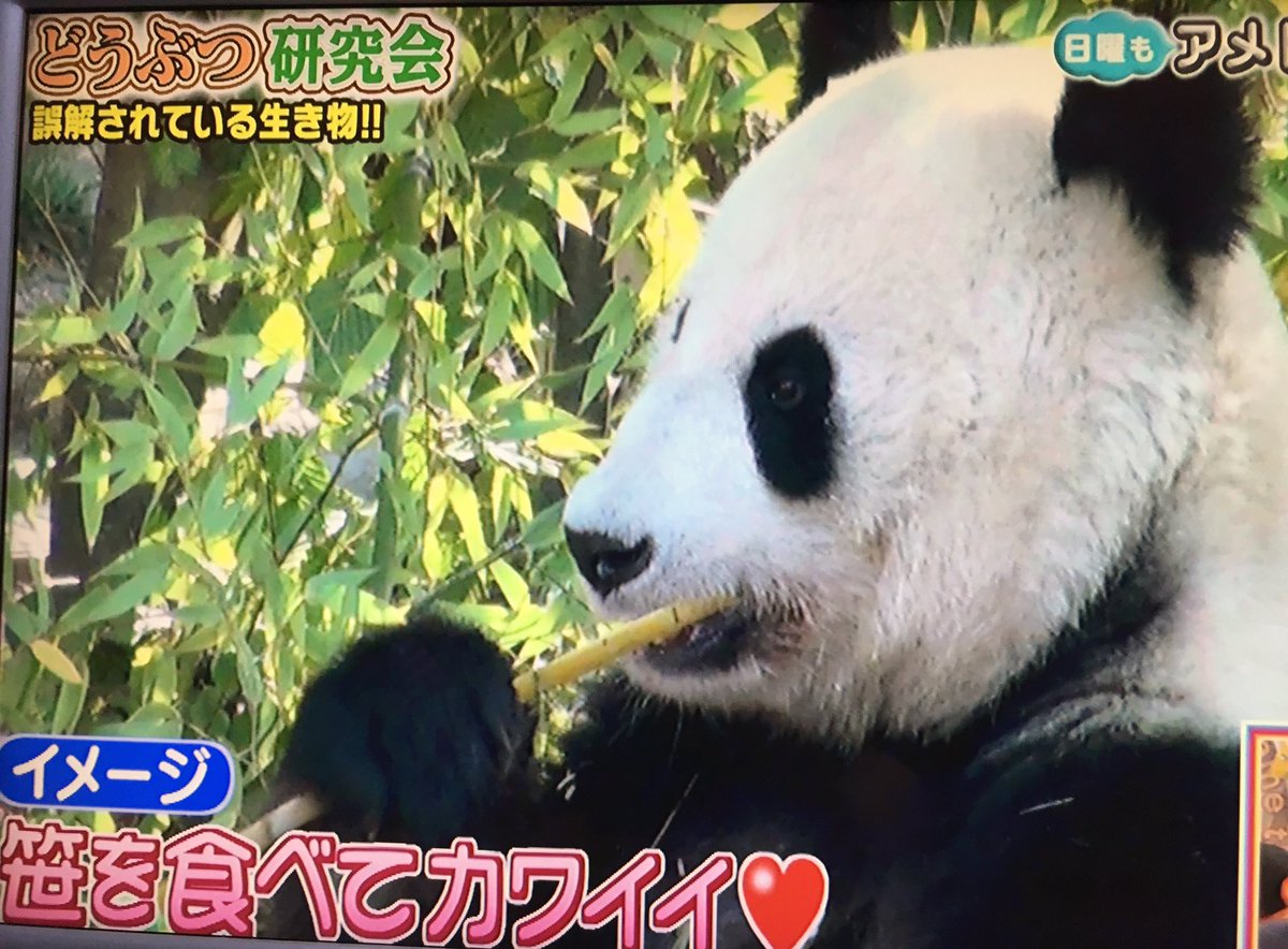 パンダ 画像 圧縮