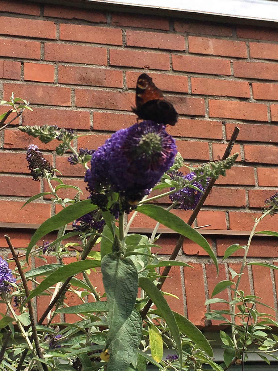 #Buddleja #ButterflyBush Many visitors today!