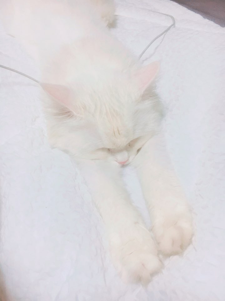 hakureimu_bot's tweet photo. 친구가 애옹이사진을 보냈는데
너무 귀여워서 멋대로 저장해버렸다 https://t.co/JxirmPcCEt