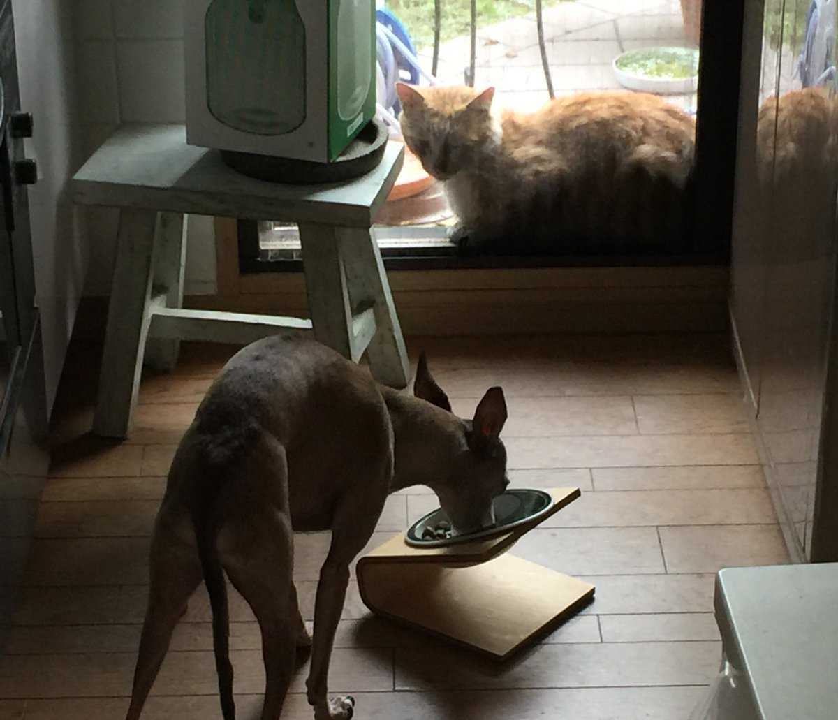 bigmorit's tweet photo. ペコの宿敵現る！食事中に https://t.co/QDkwQUO3Vb