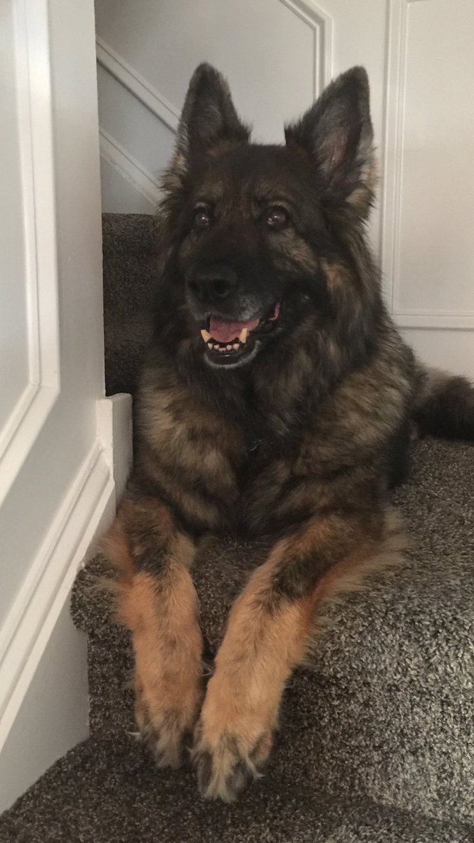 jrap73's tweet image. #bigdogsunday  @mcharlesworth7 @AmyFreeze7