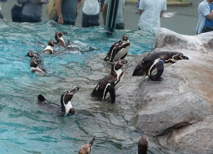 Japanese zoo will let anime-loving penguin keep his 2-D wife for the  indefinite future | SoraNews24 -Japan News-