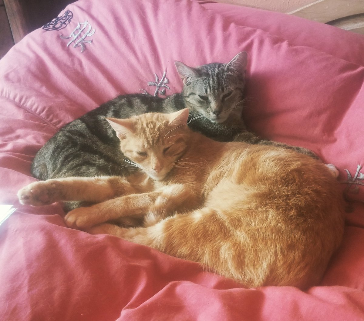 jwalton506's tweet photo. @KeighleyCatCare Cuddling up with her brother on mummy's bed! https://t.co/s9bOZQAaXQ