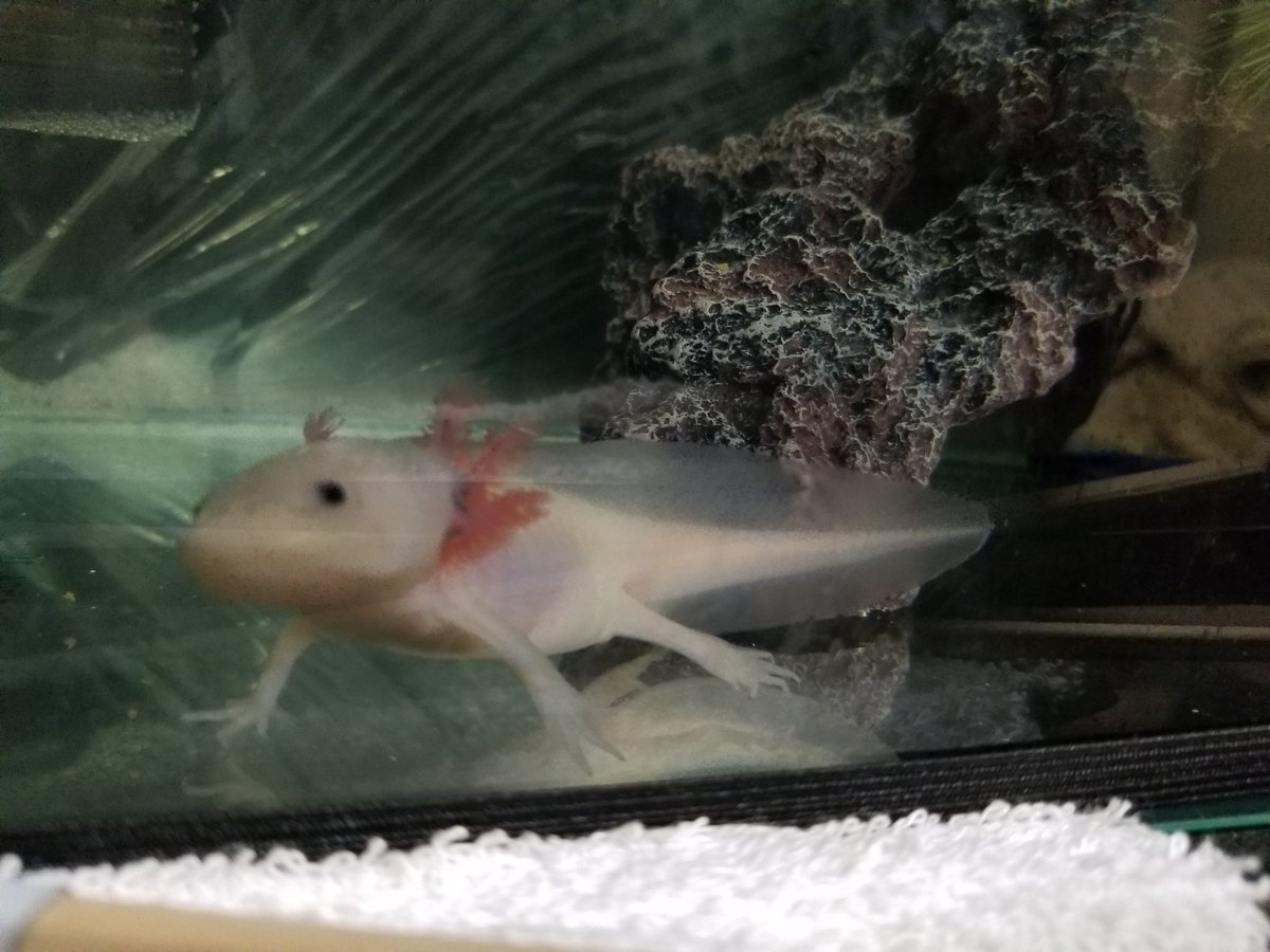 It ウーパールーパーを飼い始めたんですが 昼間の水温がヤバイので発砲スチロールに水槽いれて回りに水と保冷剤で冷やそうという作戦を実行 外から様子が見えるようにアクリル版を刺して内側にシールをするも 水漏れ発生 再度シールを塗って固まっ It ウーパールーパーを飼い始めたんですが 昼間の水温がヤバイので発砲スチロールに水槽いれて回りに水と保冷剤で冷やそうという作戦を実行 外から様子が見えるようにアクリル版を刺して内側にシールをするも 水漏れ発生 再度シールを塗って固まっ
