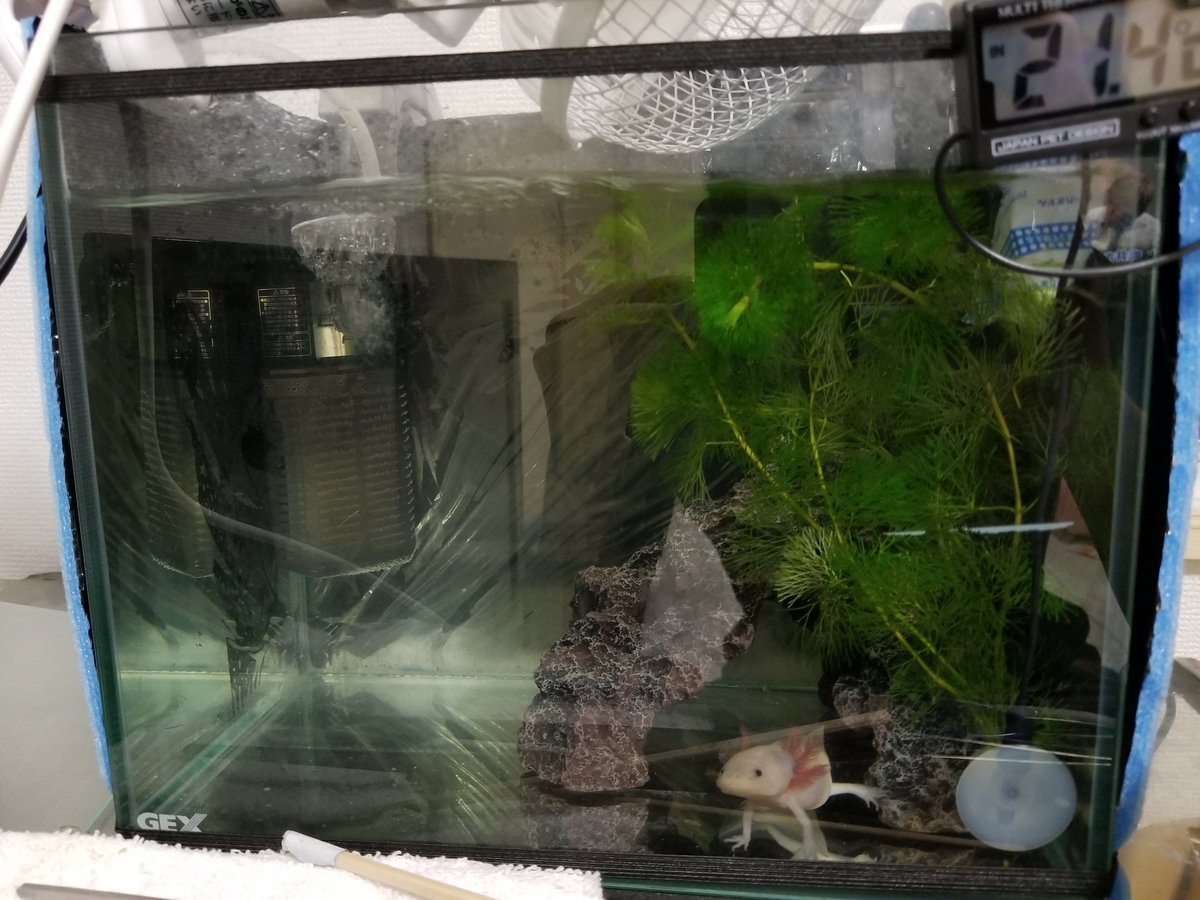 It Auf Twitter ウーパールーパーを飼い始めたんですが 昼間の水温がヤバイので発砲スチロールに水槽いれて回りに水と保冷剤で冷やそうという作戦を実行 外から様子が見えるようにアクリル版を刺して内側にシールをするも 水漏れ発生 再度シールを塗って固まっ It Auf Twitter ウーパールーパーを飼い始めたんですが 昼間の水温がヤバイので発砲スチロールに水槽いれて回りに水と保冷剤で冷やそうという作戦を実行 外から様子が見えるようにアクリル版を刺して内側にシールをするも 水漏れ発生 再度シールを塗って固まっ