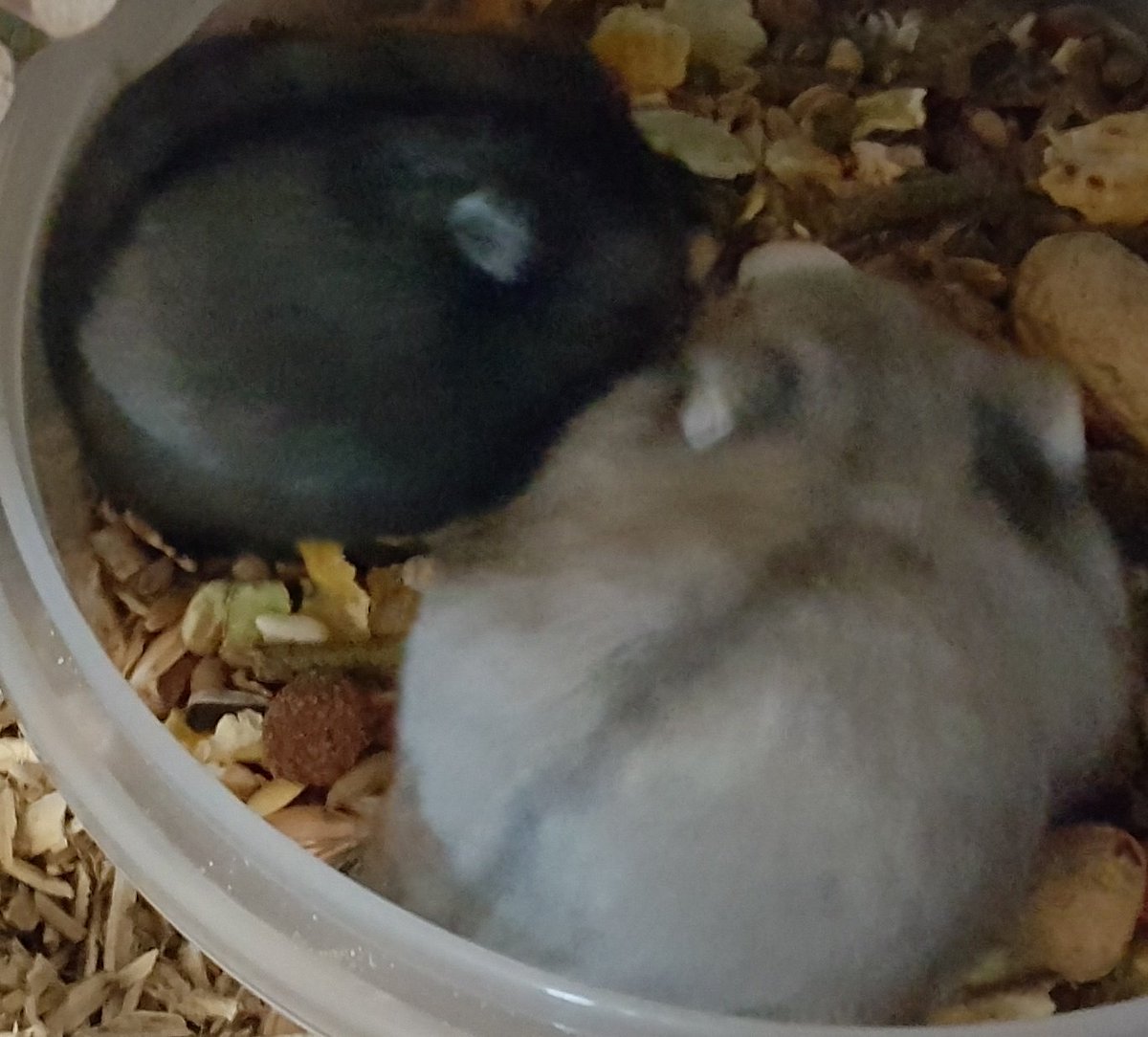 Destiny035's tweet image. Mag ik voorstellen, mijn #campbelli #hamsters: Ben (grijs) en Jerry (zwart). Er zal vast wat over ze voorbij komen hier :)