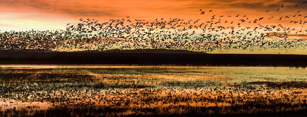 Good morning from #NewMexico Tweeps!

#Sunrise at Bosque del Apache. #Photo by Gene Morita

#roadtrip #travel #beautifulwaytostarttheday