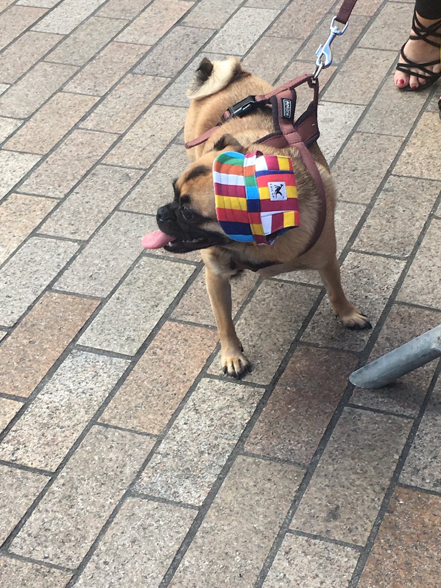 Laurashmlaura's tweet photo. There is ANOTHER Pug in Smithfield with the name Potato. #dublinpride #pridepug https://t.co/gkLFnAhtsK