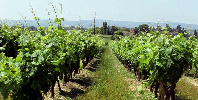 Le cépage Persan : Le persan est un cépage noir qui a été cultivé en… bit.ly/rquwUX