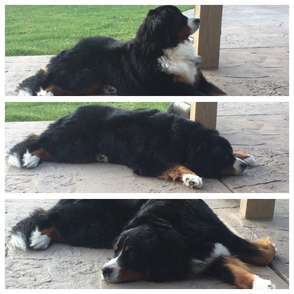 SwissMiss_Sasha's tweet photo. "Berner" Entropy- a gradual decline into a disordered state๐ ๐พ#bernerproblems #bernesemountaindog https://t.co/Qdnmtp2sEk