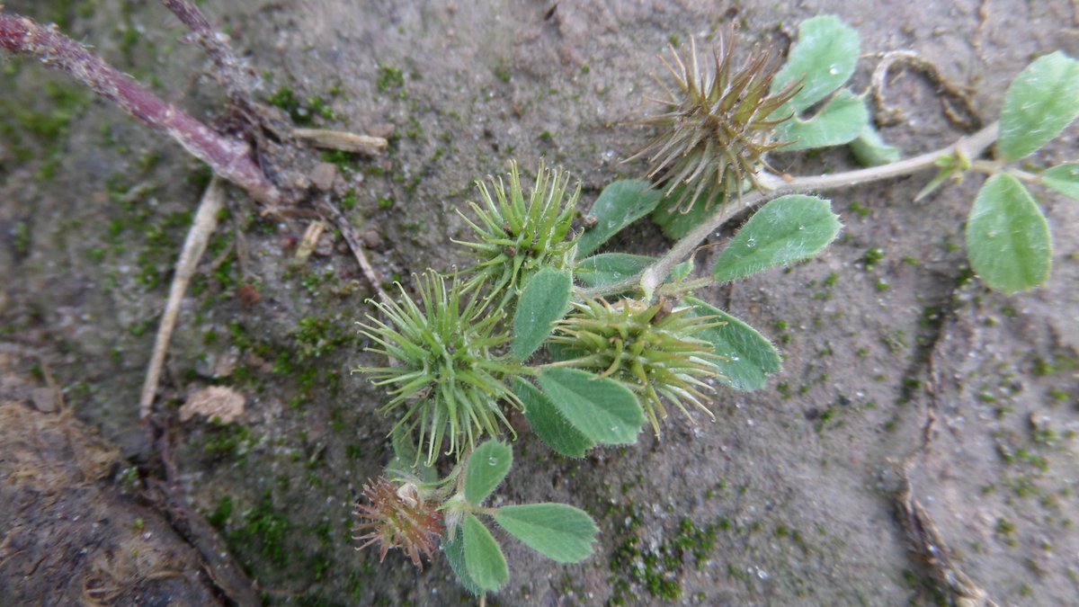 Ruige- en kleine rupsklaver, nieuwkomers voor de Krimpenerwaard. Heringerichte rivierstranden op de Zaag blijken zeer interessant qua flora