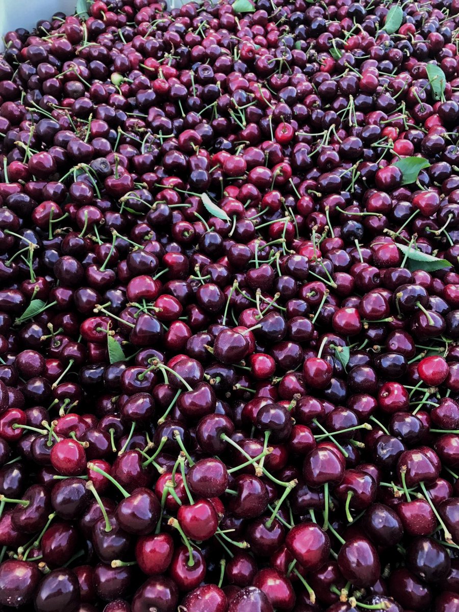 First pick of BC cherries this morning! Looking awesome! +310 Firmtech
cherries.global
#bc #cherries #canadian #buylocal #buyBC