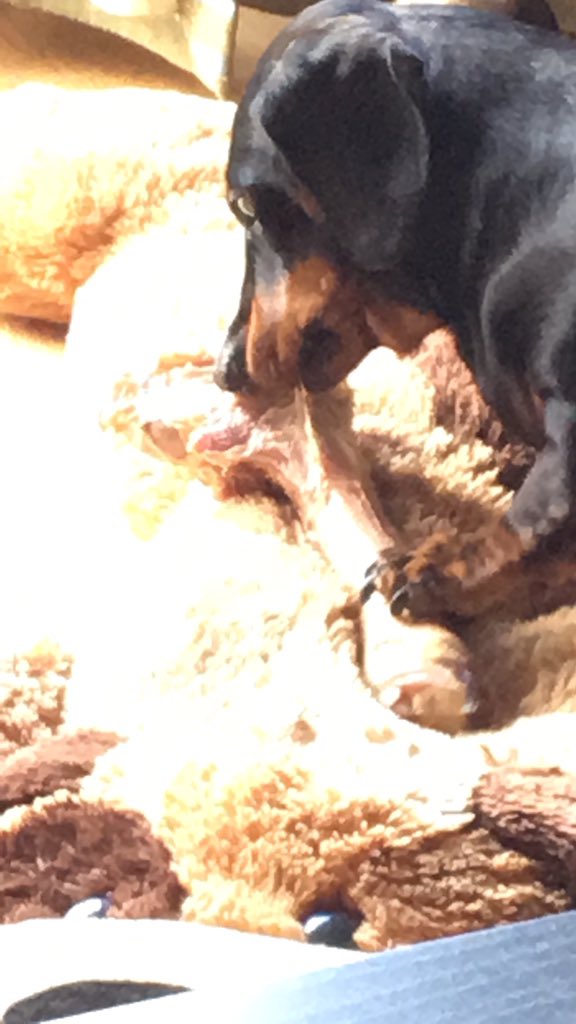MiloTheDachsund's tweet photo. @prettyred52 I looked up from eating my bone 😜 #Savaging https://t.co/O66HvkE45F