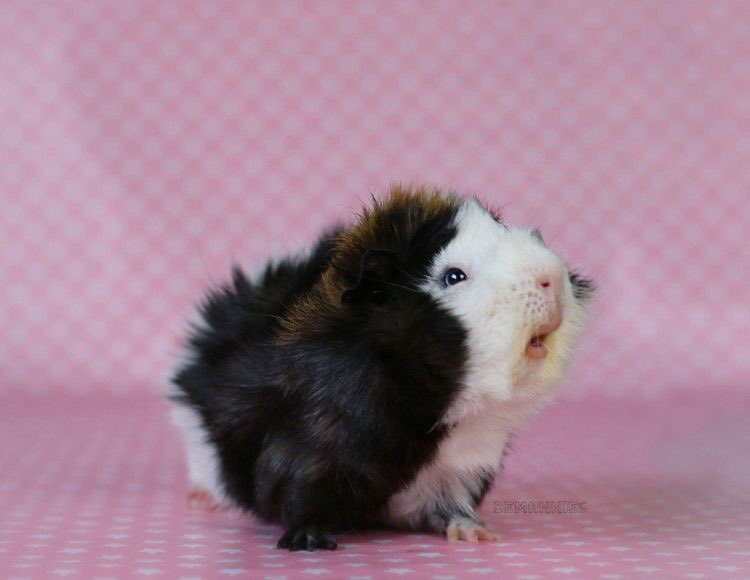 Guinea Pig Lips 🏳️‍🌈 tweet media