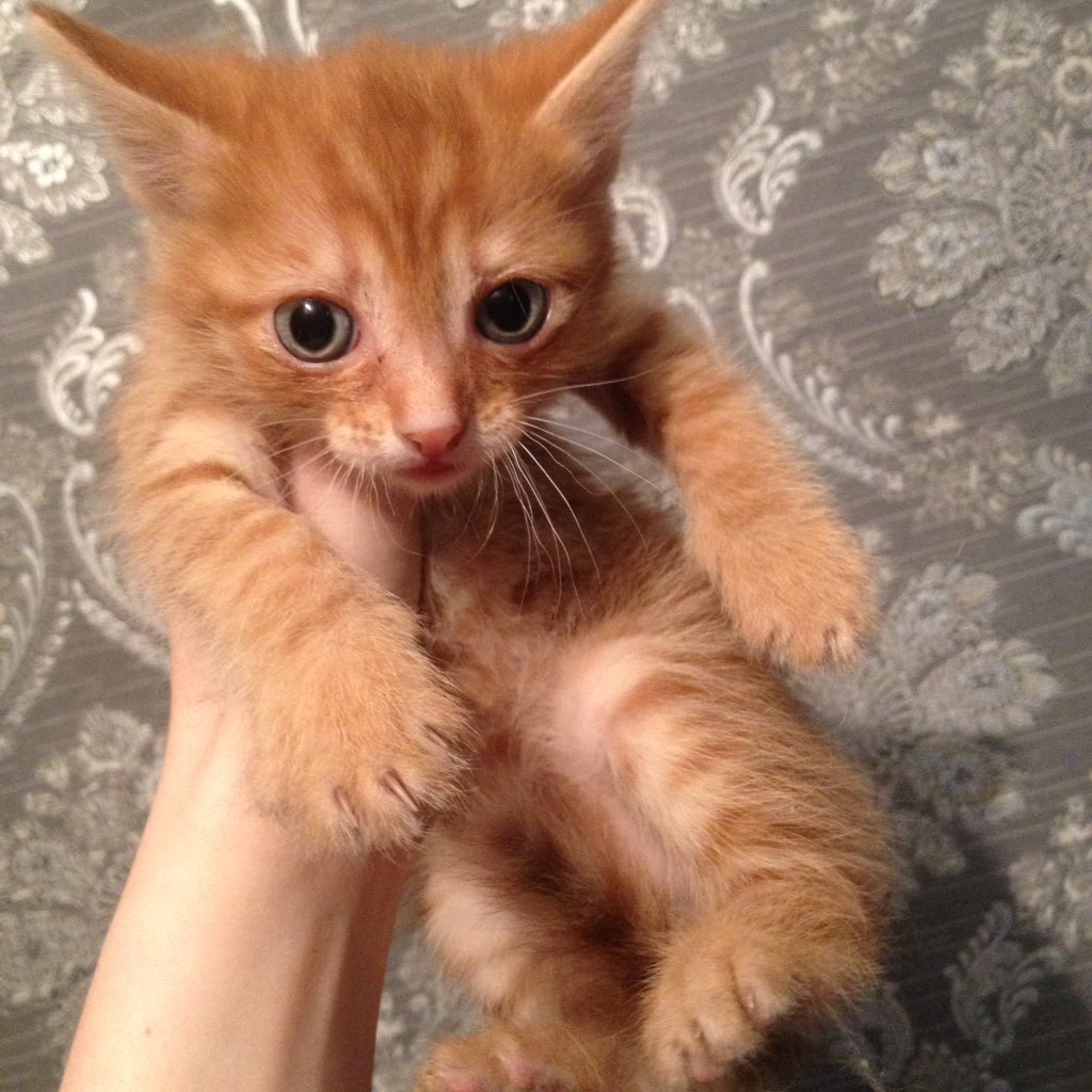 ostankina2015's tweet photo. Котята ищут дом, заботливых и любящих хозяев☝🏼️🙌🏼совсем малыши и очень разные по характеру🐱
Пишите в лс)))
.
#RT #RT #RT https://t.co/qh2THUIaze