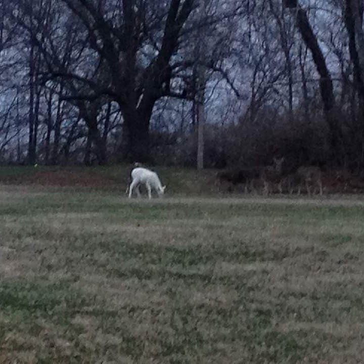 Deaddozen's tweet image. Anybody ever seen an albino in person ? I have and it was an amazing site lucky I got to see one in my lifetime ! #albino #deer #outdoors