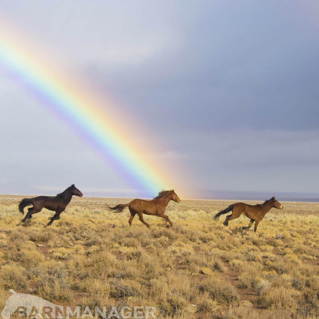 BarnManager1's tweet photo. All for love and love for all. #barnmanager #barnmanagerapp https://t.co/36ULbzawgk