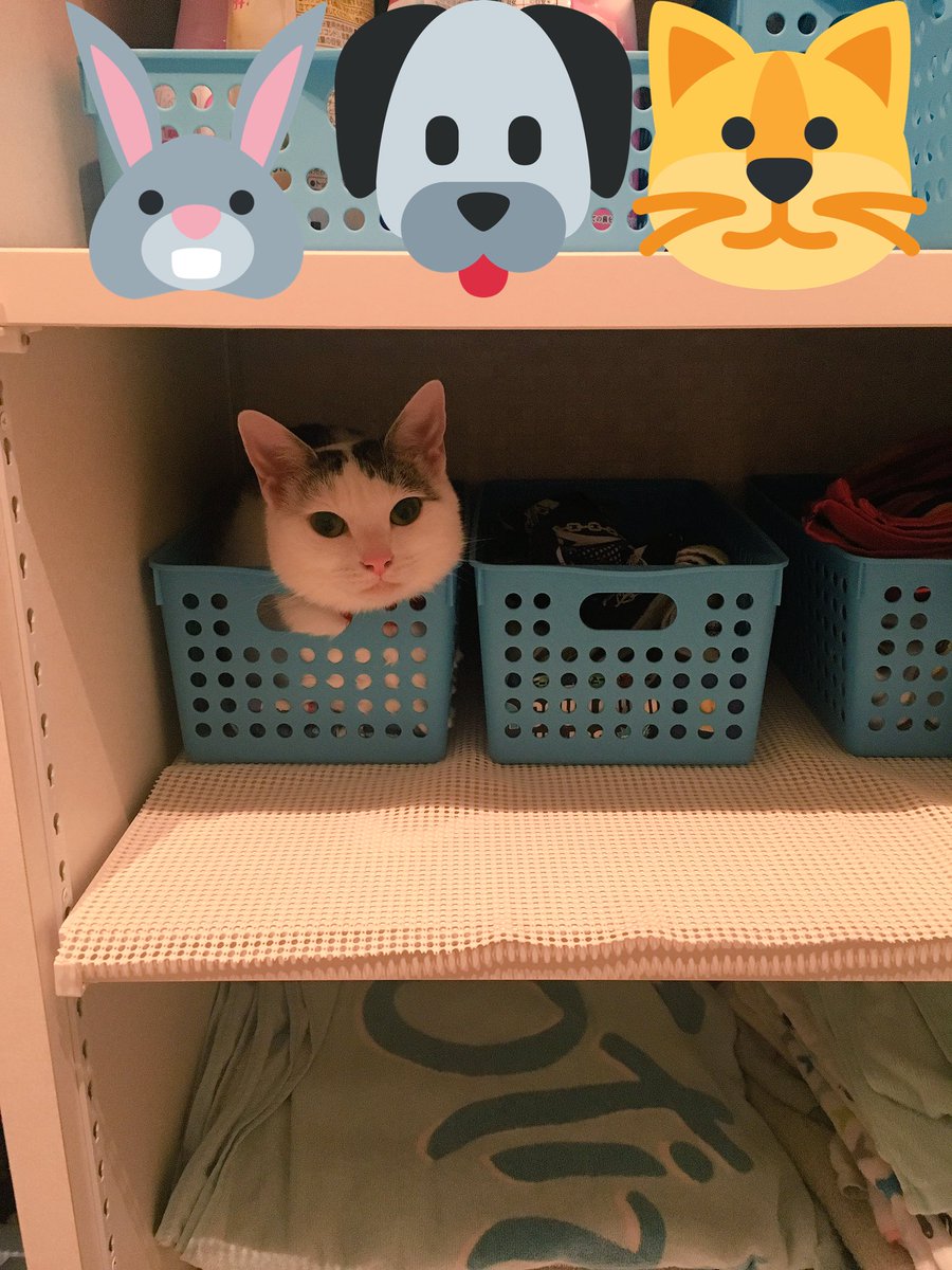 Mike_46_96's tweet photo. おやおや？

どなたか、下の階に引っ越してきましたよ(ㆁωㆁ*)

#ねこ
#下の階の住人
#くつろげる場所 https://t.co/ysNcUVffiK