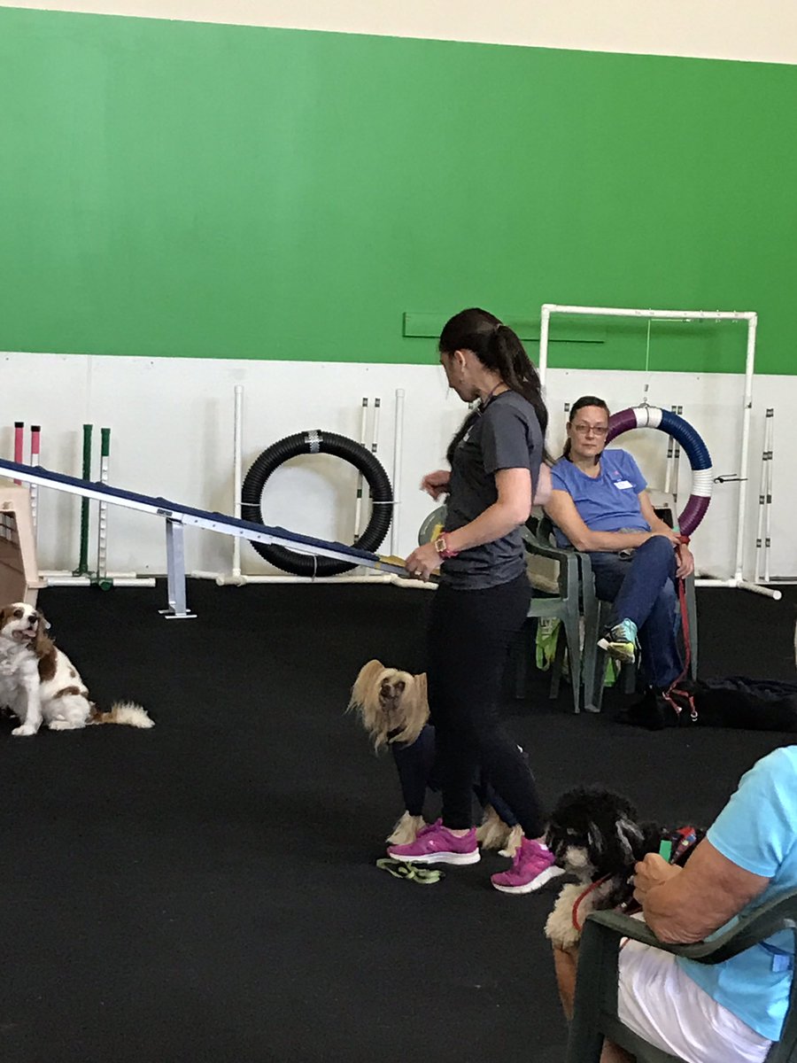 bandilane's tweet photo. Learning how important "treat gravity" is when teaching tricks with @SassyTacademy #rallyfree #tricks #BandilaneCanineCenter https://t.co/aDiSBQwLI2