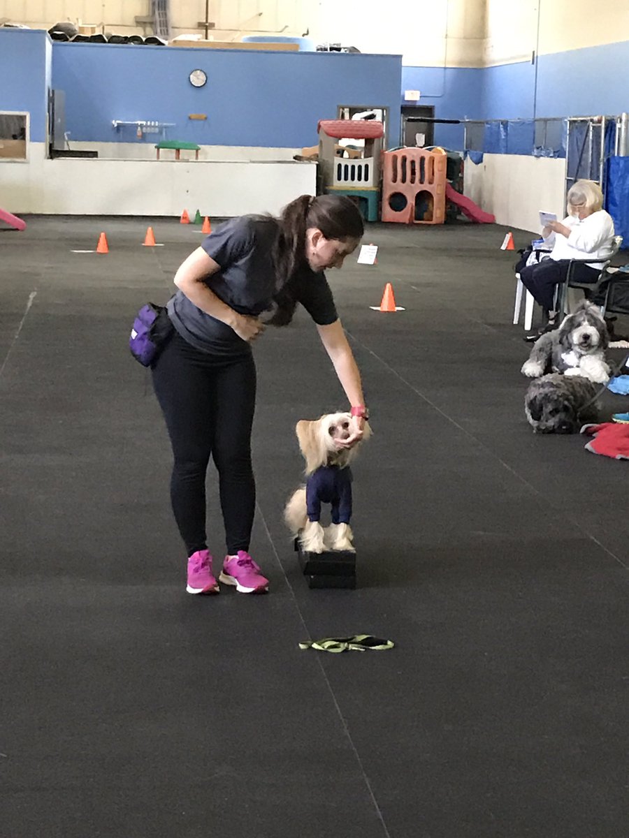 bandilane's tweet photo. Platforms are a great tool to use in your training. #rallyfree #tricks #BandilaneCanineCenter #SassyTAcademy https://t.co/TsGt40os93