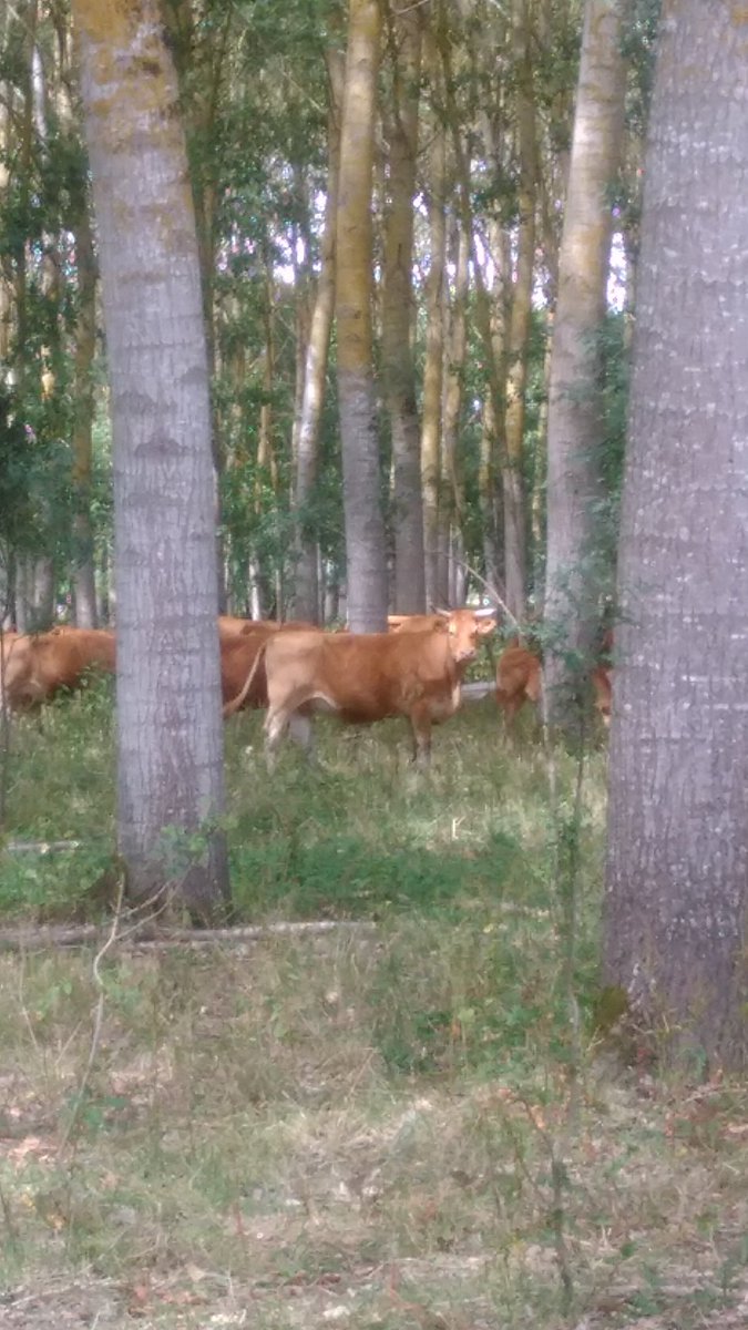 Promenade au bord du lac de chemille <a href="/patoche5938/">Patrice🏌🏿⛳️🇫🇷🇮🇹</a> @MarreRemi