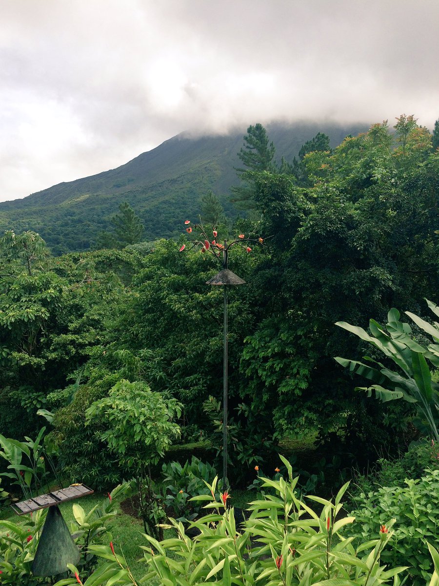 SraKRodrigues's tweet photo. Enjoying the last couple views #watermelontree #volcanarenal #hhspuravida https://t.co/L52sPi1kiC