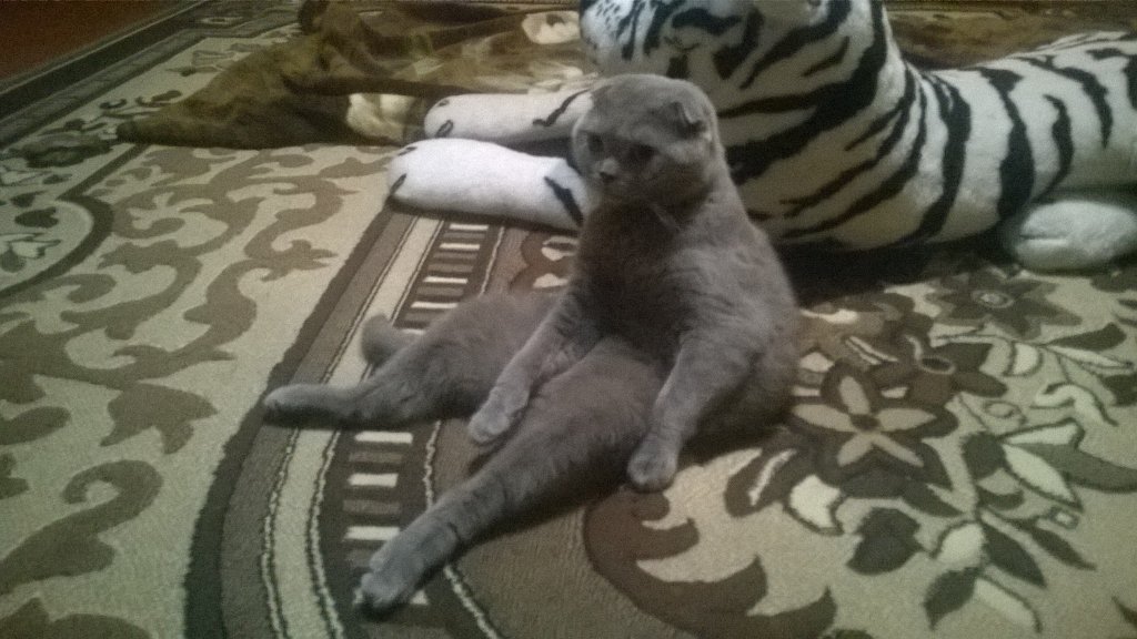 68Natty's tweet photo. Thinking about life... #Scottishfold #Sherlock #cat #kitten #kittycat #sad #eveningmood #Russia https://t.co/ZbpLDI7Rko